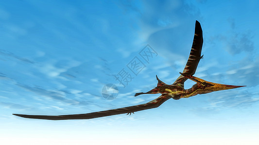 Pteranodon鸟飞行  3D蓝色野生动物绿色天空爬虫翼龙动物插图背景图片
