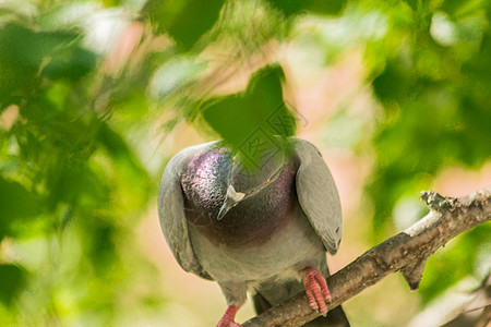 鸟食者周围的鸽子树干树叶鸟类木槽种子临界点灰翅翅膀桦木山雀图片