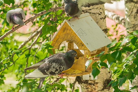 鸟食者周围的鸽子食物鸟巢灰翅桦木家禽树叶晴天鸟类翅膀叶子图片