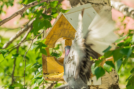 鸟食者周围的鸽子灰翅树叶分支机构飞行食物家禽木槽山雀桦木种子图片