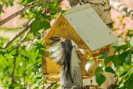 鸟食者周围的鸽子家禽鸟巢麻雀树叶翅膀山雀树干房子羽毛木槽图片