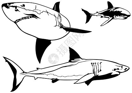 大白鲨鱼集图片