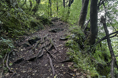 穿过一片清凉的青绿夏林的道路树干季节人行道环境山毛榉树木森林植物树叶太阳图片