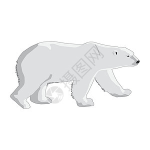 白背景上孤立的北极熊图片