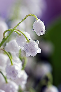 紧贴山谷的莉莉花瓣公园季节生活植物草地叶子香味花园植物群图片