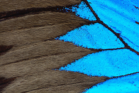 蓝蝴蝶翅膀野生动物生物学宏观漏洞动物君主昆虫热带蓝色图片