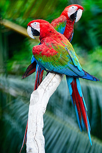 绿翼马aw蓝色动物绿翅翅膀羽毛热带宠物鸟舍野生动物红色图片