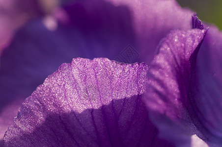 一朵伊里斯花花的花瓣详情宏观紫色白色黄色花园植物绿色蓝色图片