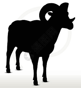 大角绵羊背影 立立方姿势哺乳动物山羊荒野冒充阴影草图黑色白色宠物插图图片