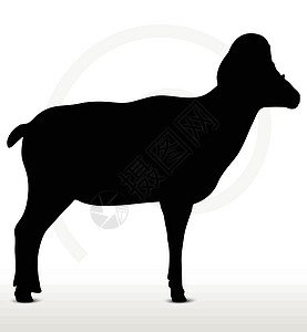 大角绵羊背影 立立方姿势白色黑色徒步宠物山羊冒充荒野插图草图阴影图片