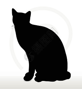 坐下姿势时的休睡后黑色狮子阴影草图猎豹山猫野猫插图猫科动物哺乳动物图片