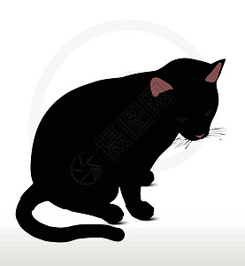 坐下姿势时的休睡后野猫阴影黑色插图宠物草图猫科动物猎豹冒充狮子图片