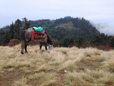 马在尼泊尔庞希尔的田地上吃草跑步场地动物自由哺乳动物农场鬃毛图片