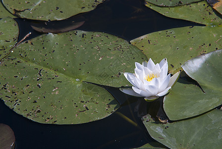 夏月湖上美丽的白百合花反射池塘蓝色季节镜子芦苇水库美丽天空场景图片