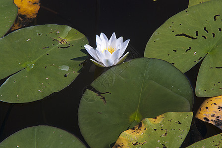 夏月湖上美丽的白百合花水生植物水坑香蒲全景芦苇天空水库蓝色镜子场景图片