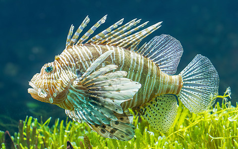 狮子鱼宠物珊瑚热带鱼盐水危险脊柱野生动物海草火鱼生物图片