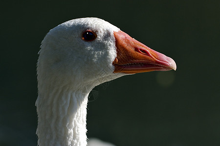 绿色的鸭子鸢尾花黄色眼睛鼻子蓝色橙子灰色白色羽毛动物图片