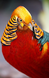 美丽的金色雄金香鸟野生动物野鸡展示眼睛男性条纹荒野鸟类橙子动物图片