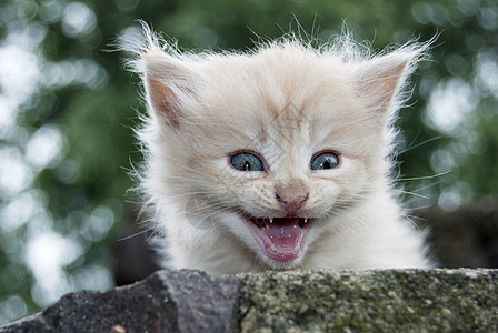 作者治疗中的小猫动物太阳宠物哺乳动物孤独猫咪绿色草地团体三叶草图片