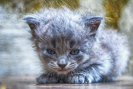 作者治疗中的小猫猫咪太阳孤独动物婴儿阳光哺乳动物宠物绿色团体图片