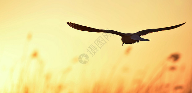 日落背景的黑头黑脑古尔海岸空气鸟类航班支撑动物天气海鸥野生动物阳光图片