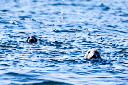 水中有两个海豹头图片
