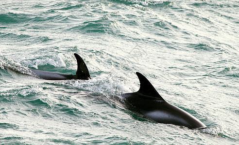 海豚海洋哺乳动物图片