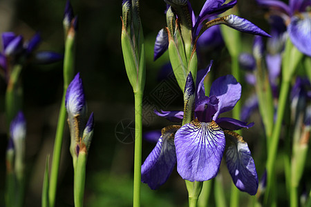 Iris 花紫色植物学绿色百合花瓣粉色蓝色活力花园白色图片