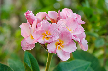 粉红花花热带黄色植物群花园花瓣叶子绿色植物局部白色背景图片