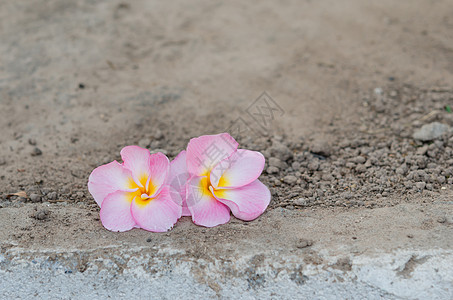 粉红色弗朗吉帕尼粉色热带局部鸡蛋花植物植物群白色花瓣土壤图片