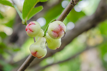 玫瑰苹果生产叶子红色绿色花园食物水果团体图片