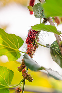 木浆莓浆果叶子甜点花园紫色水果饮食场地绿色灌木丛图片