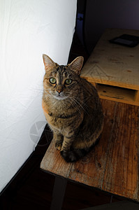 Cat 纵向工作室哺乳动物猫咪眼睛生物猫科家畜脊椎动物尾巴成人图片