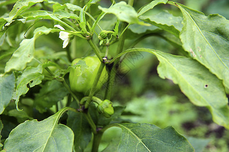绿甜辣椒在床上生长叶子树叶食物胡椒农场植被红色植物绿色蔬菜图片