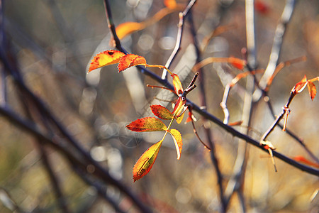 秋林树枝上的黄叶和红叶木头美丽树叶蓝色紫色叶子风景红色黑色季节图片
