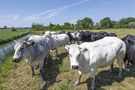 绿色夏日草原上的牛牛和牛肉标签草地农田皮革奶牛母亲男性家畜农场土地图片