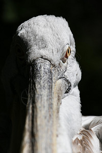 达尔马提亚鹈鹕照片荒野斑点野生动物羽毛动物水鸟脆皮淡水观鸟图片