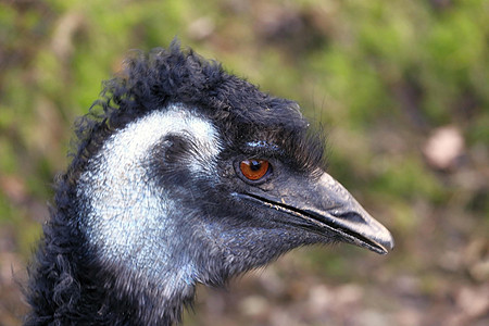 emu 头部动物园眼睛野生动物棕色荒野羽毛照片动物鸵鸟鲇鱼图片