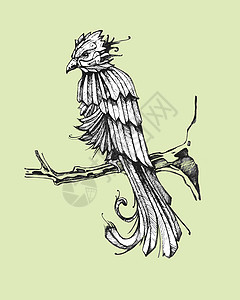 矢量(quetzal)墨西哥鸟类背景图片