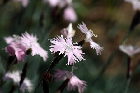 Cheddar粉红色 Dianthus 免费提供花园栖息地草药情调植物群植物草地野花环境草本植物图片