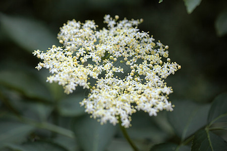 黑莓花园草本植物情调荒野公园植物学生态花序生境栖息地图片