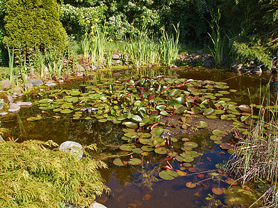 美丽的古典花园鱼池塘园艺背景睡莲院子绿色奢华生长场景植物喷泉瀑布岩石图片