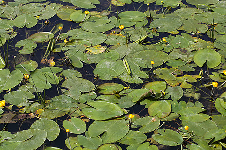 黄水蝇努法尔卢提亚叶子生态睡莲丛林生境植物群水生植物沼泽草药百合图片