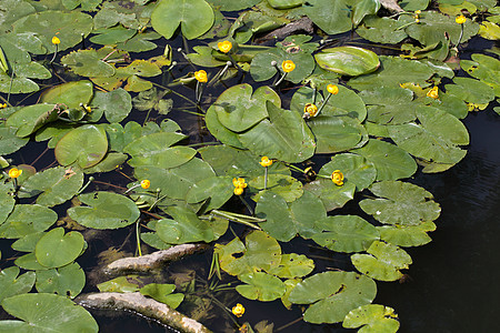 黄水蝇努法尔卢提亚荒野生境沼泽植物学栖息地草药丛林叶子植物群荷花图片