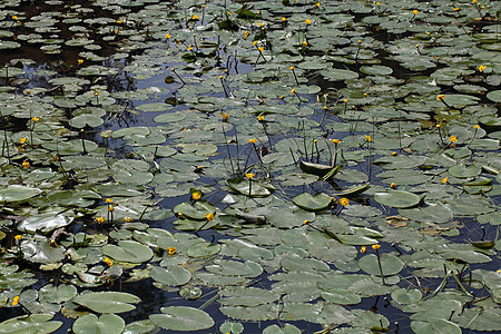 黄水蝇努法尔卢提亚荒野生态栖息地植物植物学草药沼泽水生植物生境百合图片