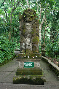猴子森林 印度尼西亚巴厘乌布德著名的旅游场所寺庙女性石头灵长类宗教毛皮旅行荒野游客热带图片