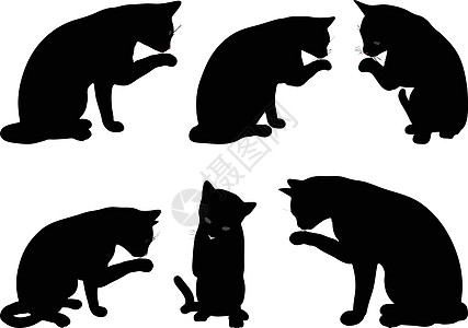 矢量图像  清洁 Paw 姿势中的猫头巾猫科哺乳动物山猫插图宠物冒充白色老虎草图阴影图片