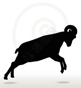 大角羊在攻击时的背影上摆姿势攻击性哺乳动物白色荒野山羊进攻阴影宠物黑色绵羊背景图片