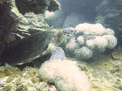 特写泰国北安达曼的海龟潜水员野生动物潜水动物珊瑚热带蓝色海洋生活红色图片