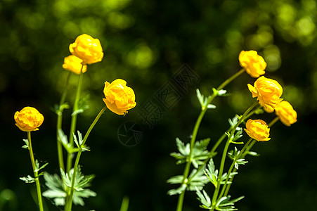 黄色花朵意大利面国家倾斜植物森林季节花园牛粪团体场地草地图片